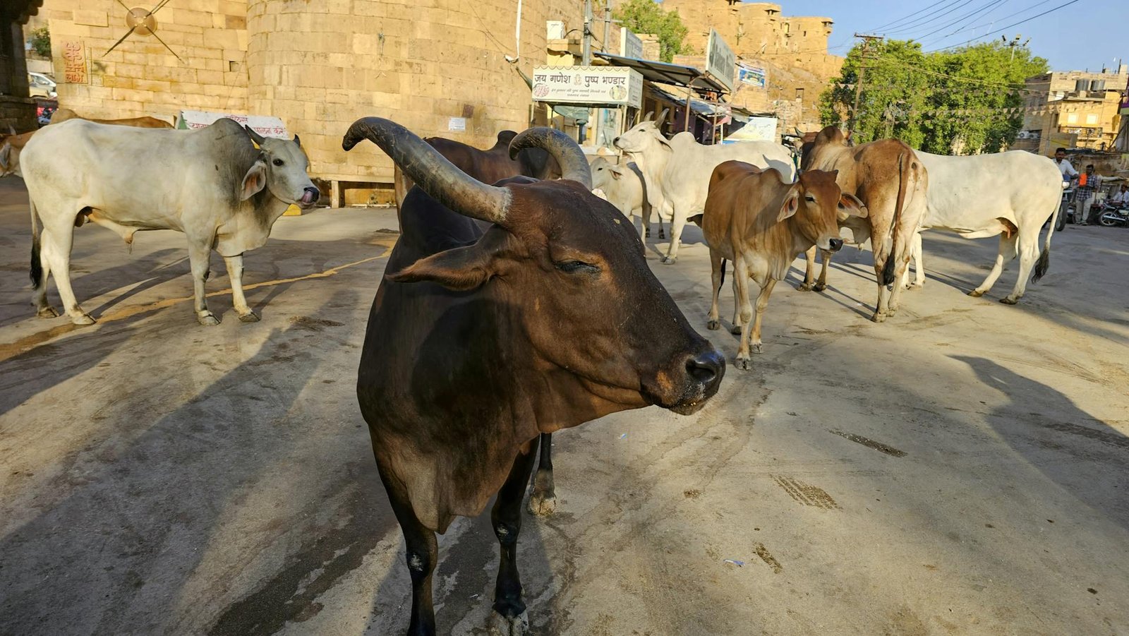 बेज़ुबान जानवरों का कल्याण